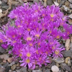 Tufted Ice Plant 11 Tufted Ice Plant -High country gradens delosperma sphalmanthoides rock garden