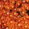 Granita® Orange Ice Plant -High country gradens delosperma granita orange
