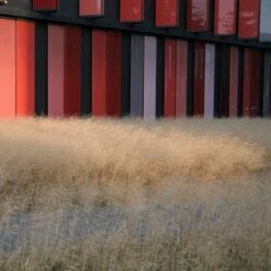 Gold Dew Tufted Hair Grass 7 Gold Dew Tufted Hair Grass -High country gradens deschampsia cespitosa goldtau hoffman cropped 1 2