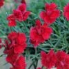 Star Single™ Fire Star Dianthus -High country gradens dianthus fire star credit planthaven 1