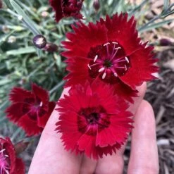 Star Single™ Fire Star Dianthus -High country gradens dianthus fire star credit planthaven 3