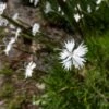 Fragrant Snowflake Dianthus -High country gradens dianthus petraeus noeanus fragrant snowflake 1