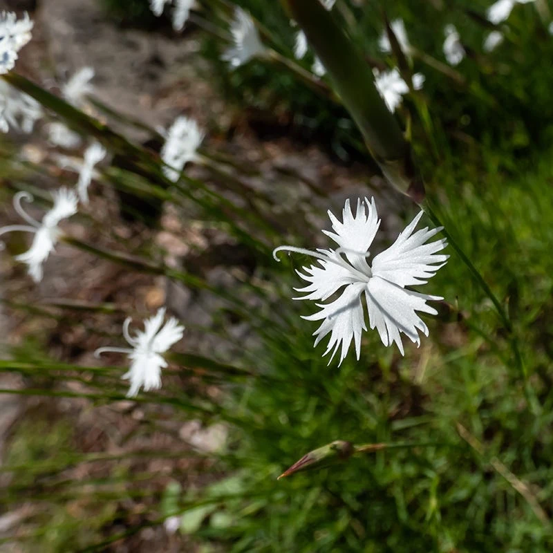 Fragrant Snowflake Dianthus 3 Fragrant Snowflake Dianthus