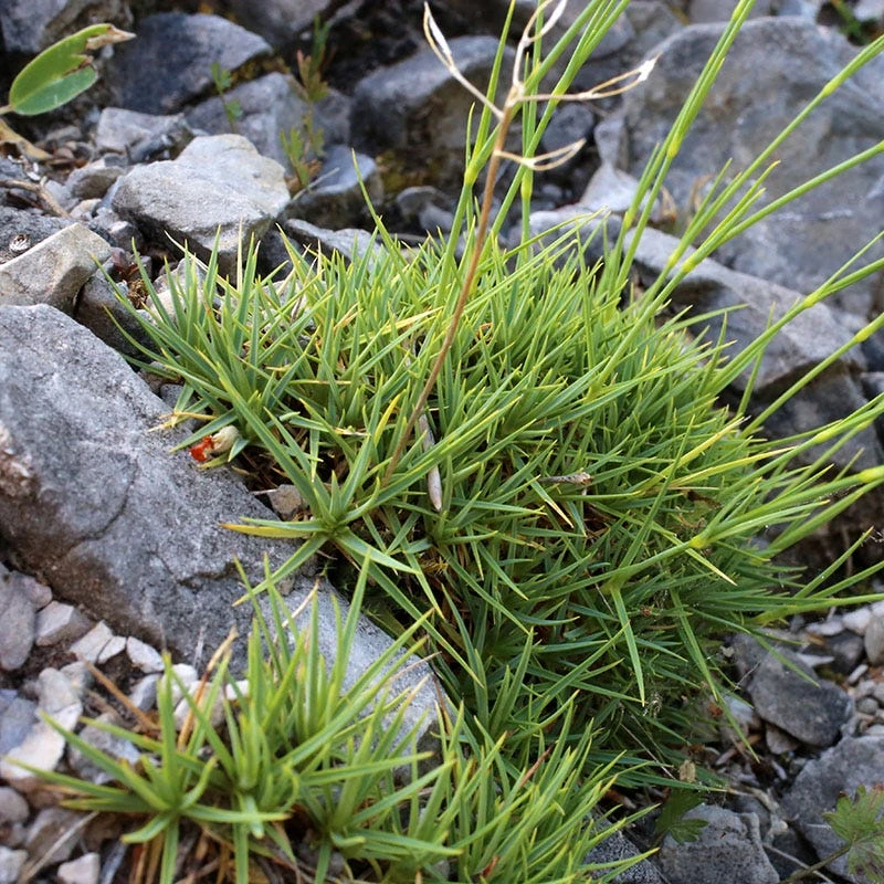 Fragrant Snowflake Dianthus 4 Fragrant Snowflake Dianthus - Image 2