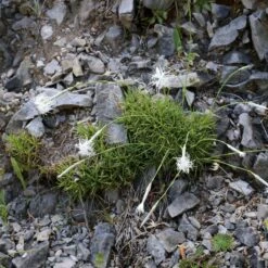 Fragrant Snowflake Dianthus 7 Fragrant Snowflake Dianthus -High country gradens dianthus petraeus noeanus fragrant snowflake 3