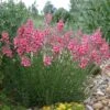 Coral Canyon® Twinspur (Diascia) -High country gradens diascia integerrima pat.hayward