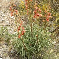 Sunset® Foxglove -High country gradens digitalis obscura 3