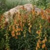 Sunset® Foxglove -High country gradens digitalis obscura pat.hayward plant select1 cropped