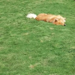 Dog Tuff™ Grass Plugs -High country gradens dog tuff grass hblb870 with dog