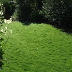 Dog Tuff™ Grass Plugs -High country gradens dog tuff grass plug lawn