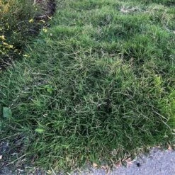 Dog Tuff™ Grass Plugs -High country gradens dog tuff grass plugs close