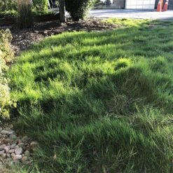 Dog Tuff™ Grass Plugs -High country gradens dog tuff grass plugs dog friendly grass