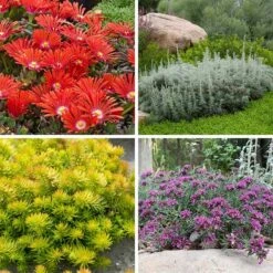 Drought Resistant Groundcover Collection -High country gradens drought resistant groundcover coll 10 15 24