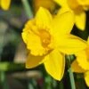 Dutch Master Trumpet Daffodil -High country gradens dutch master trumpet daff 1
