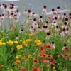 Eastern Xeriscape Wildflower Seed Mix 2 Eastern Xeriscape Wildflower Seed Mix -High country gradens eastern xeriscape hero