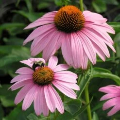 Summer Dreams Pre-Planned Garden -High country gradens echinacea magnus walters garden cropped 1 1