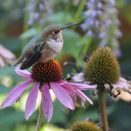 Echinacea Purpurea 4 Echinacea Purpurea - Image 2