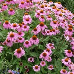 Echinacea Purpurea 9 Echinacea Purpurea -High country gradens echinacea purpurea purple coneflower 3