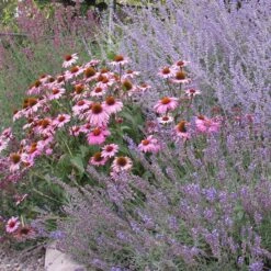 Echinacea Purpurea 10 Echinacea Purpurea -High country gradens echinacea purpurea purple coneflower 4