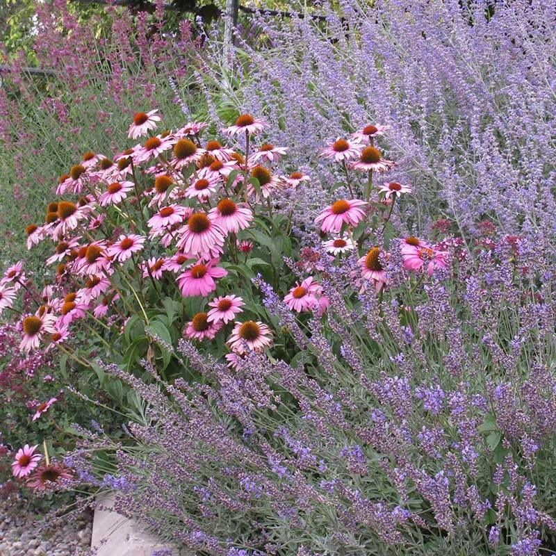 Echinacea Purpurea 6 Echinacea Purpurea - Image 4