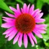 Ruby Star Echinacea 2 Ruby Star Echinacea -High country gradens echinacea rubinstern ruby star coneflower