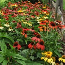 High country gradens -High country gradens echinacea cheyenne spirit hbl8jxx