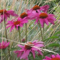 Ruby Star Echinacea -High country gradens echinacea purpurea rubinstern sq