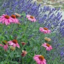 Mitcham Gray English Lavender 6 Mitcham Gray English Lavender -High country gradens echinacea purpurea w. lavandula