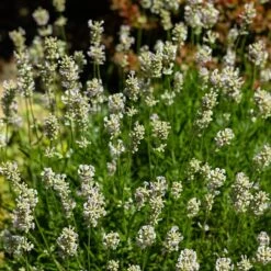 Edelweiss Lavender -High country gradens edelweiss lavender