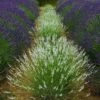 Edelweiss Lavender -High country gradens edelweiss lavender garden meadow 1