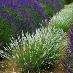 Edelweiss Lavender -High country gradens edelweiss lavender pale lavender spikes 1
