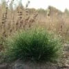 Eilers Beauty™ Fescue Grass -High country gradens eilers beauty fescue grass 1