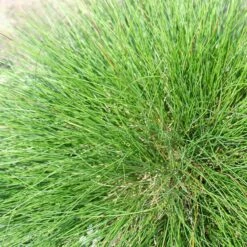 Eilers Beauty™ Fescue Grass -High country gradens eilers beauty fescue grass 3