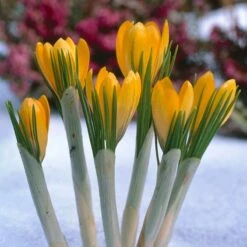 Yellow Mammoth Dutch Crocus -High country gradens elbo12578 crocus yellow mammoth cropped