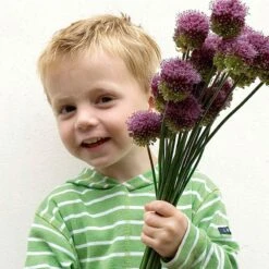 Drumstick Allium -High country gradens elbo37035 allium drunstick cropped