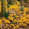 Yellow Mammoth Dutch Crocus -High country gradens elbo44859 crocus yellow mammoth cropped