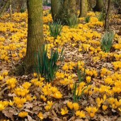Magic Carpet Bulb Collection -High country gradens elbo44859 crocus yellow mammoth sq