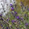Buena Vista English Lavender -High country gradens emmis oure lavandula buena vista flower