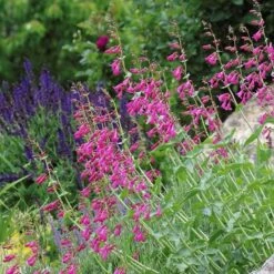 Coconino County Desert Penstemon -High country gradens emmis oure penstemon coconino county 3 cropped 1