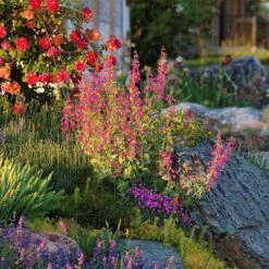 Coconino County Desert Penstemon -High country gradens emmis oure penstemon coconino county 6 cropped 1