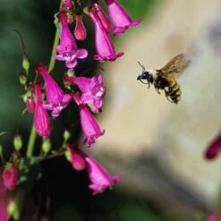 Coconino County Desert Penstemon -High country gradens emmis oure penstemon coconino county with bee cropped 1