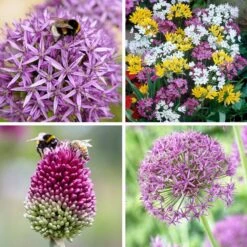 Endless Allium Bulb Collection 12 Endless Allium Bulb Collection -High country gradens endless allium bulb collection 8 16 24