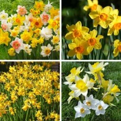 Endless Daffodil Bulb Collection -High country gradens endless daffodil bulb coll fy26