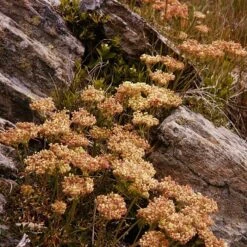 Arrowleaf Buckwheat -High country gradens eriogonum compositum fall color