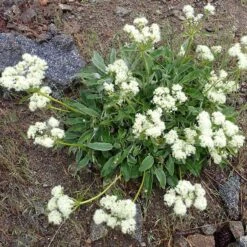 Arrowleaf Buckwheat -High country gradens eriogonum compositum flowering