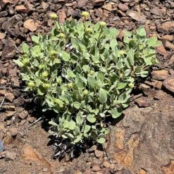 Arrowleaf Buckwheat -High country gradens eriogonum compositum foliage
