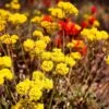 Sulphur-flower Buckwheat -High country gradens eriogonum umbellatum1