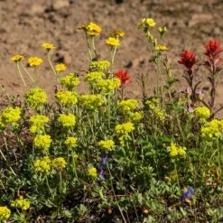 Sulphur-flower Buckwheat -High country gradens eriogonum umbellatum3