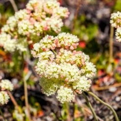 Sulphur-flower Buckwheat -High country gradens eriogonum umbellatum4