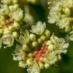 Sulphur-flower Buckwheat -High country gradens eriogonum umbellatum5